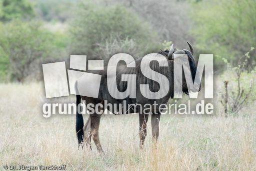 Gnus (7 von 22).jpg